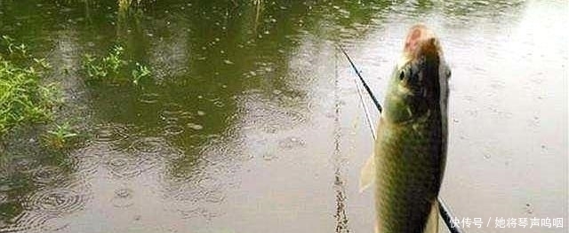 温度与钓鱼有啥关系弄懂这些关键问题,让大鱼咬钩不再难