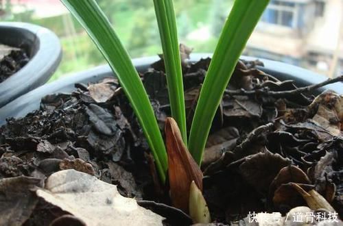 施肥|兰花盆里，放几粒“它”，比啥肥都好使，猛窜新芽，越长越旺