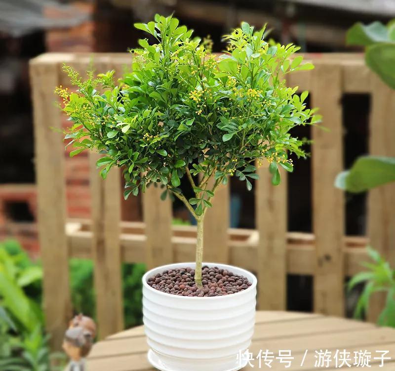 几种花很漂亮，好吃又养生，懂花的人都喜欢，你家有吗