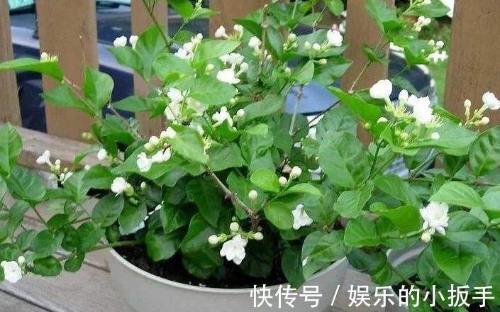 养茉莉,做好3点,叶片绿油油,开花翻几倍,快试试吧