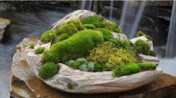 苔藓|路边常见的“它”,挖一块铺花盆里,不花一分钱,15天后收获惊喜