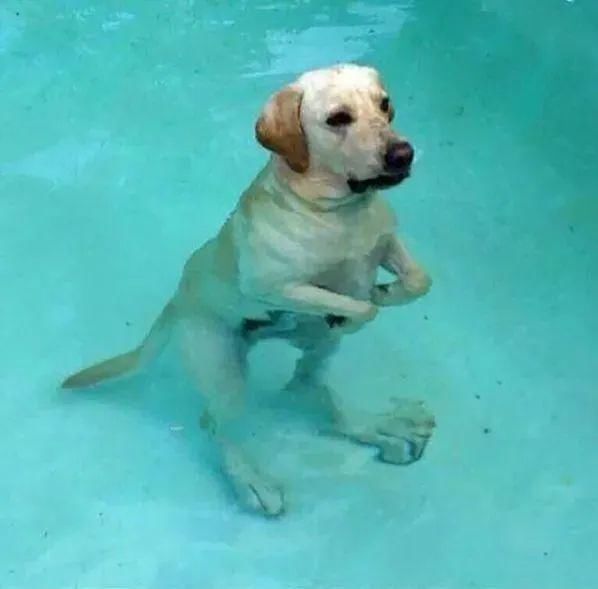  磁铁|磁铁风铃Conophytum Concordans