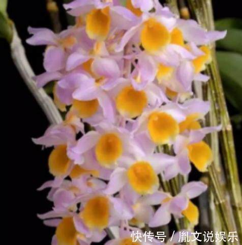 6种号称养不死的花，一不小心就能养爆盆，养花小白都能养很好