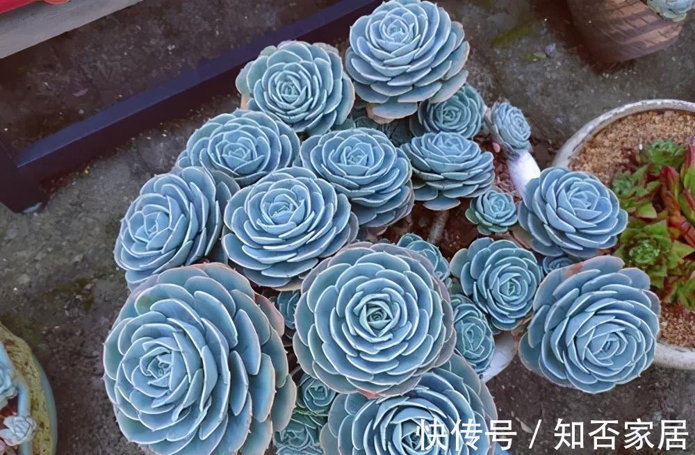 4种漂亮多肉,夏天浇水懒一些,叶片紧凑像玫瑰,轻松度夏好养护