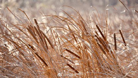 蒲棒|意境太美！暖阳下的蒲棒飞絮如飘雪