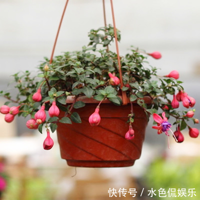 春天适合养“3种花”,立夏就“开花”,人见人爱,那叫一个美!