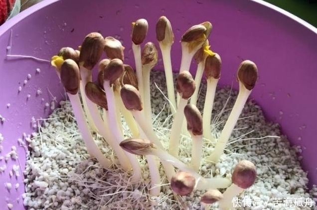 宝妈|炸花生原来还可以这样利用,太聪明了,又营养又好吃!太赞了!