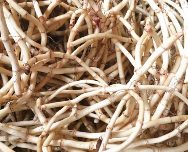 益母草|女人有妇科炎症医生多喝4种水,消炎杀菌,赶走妇科炎症!