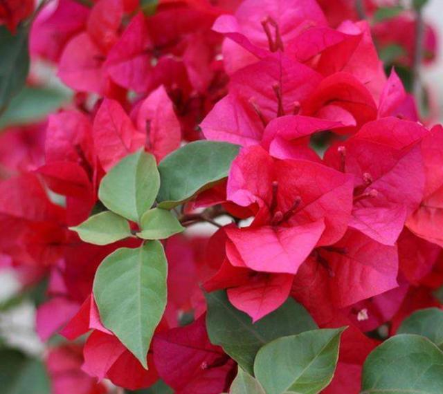 养殖三角梅掌握几点诀窍,轻松解决不开花的问题