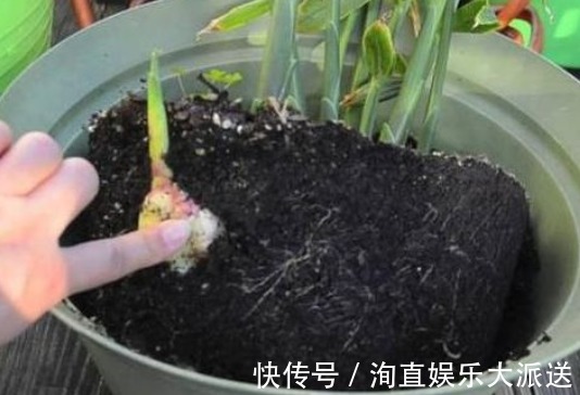 盆栽|阳台盆栽的“2种”植物,阳台种一些,够吃大半年!