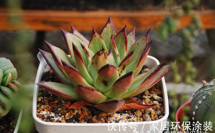 景天|景天养护攻略,多肉植物这样种才能活得久