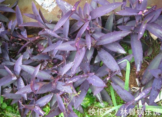 紫竹梅|3种吊兰别这么养,不然疯长爆芽,控制不住!