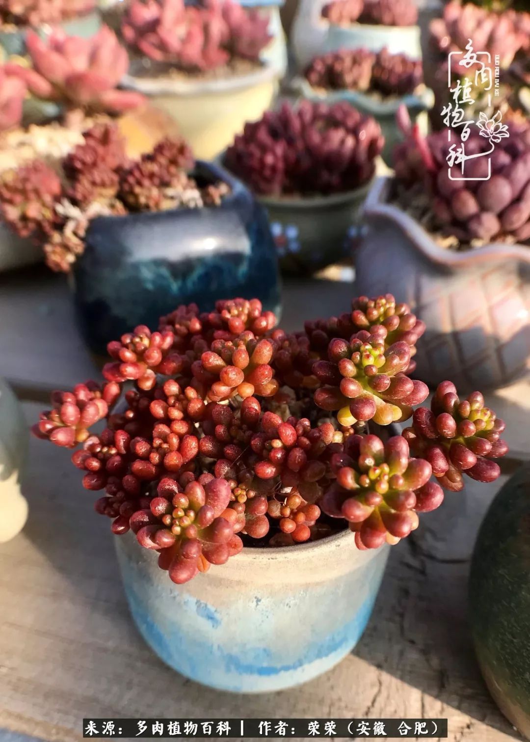 金秋时节，变化带来的惊喜不正是养肉的乐趣所在么！