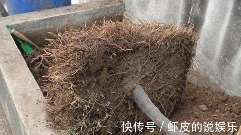 花盆里换下来的土能用吗,怎么正确再利用