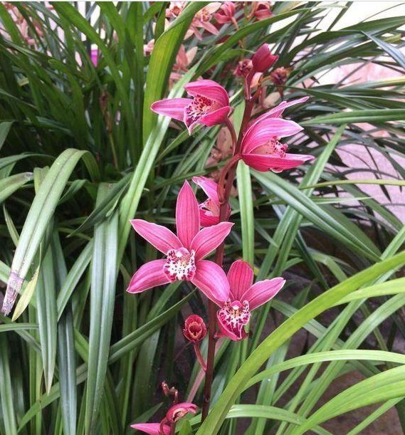 家养这些植物，阳台开出花海，花姿妖娆，四季繁花似锦，美
