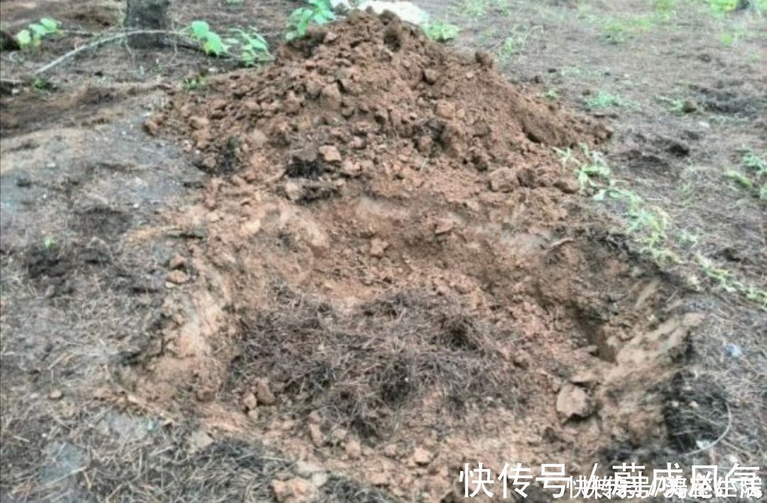 采集|干松针采集后,怎样处理才能用来养花?教你松针土制作方法