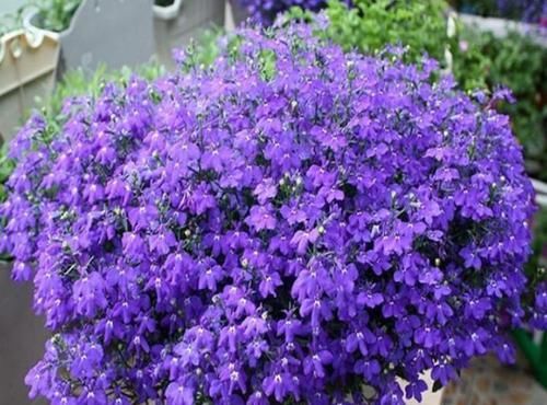  勤快|4种花最受欢迎，超级漂亮，开花勤快，室内盆栽也可以