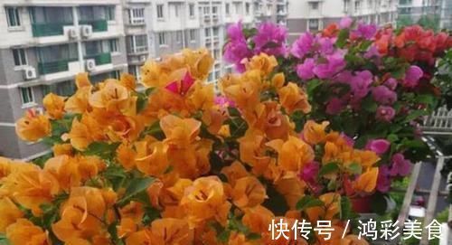 肥沃|这些花卉美过玫瑰，一年四季花开不停，花大色艳很漂亮，谁养谁爱