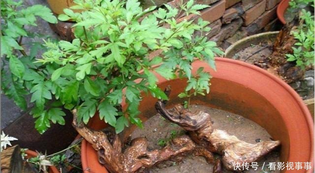 秋季挖黄荆做盆景，做好4个细节，可提高成活率！