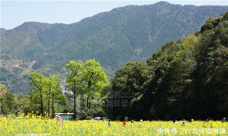 中国四大花海之一！梯田、花海、古树和村落，如此悠闲和美丽