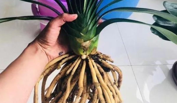 换盆时机到了,家中有此6种花的,再慢一步植物都会“活不长”