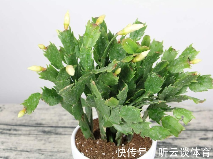 花芽|蟹爪兰长出这种叶子,立马掰掉它,嗖嗖冒花苞!