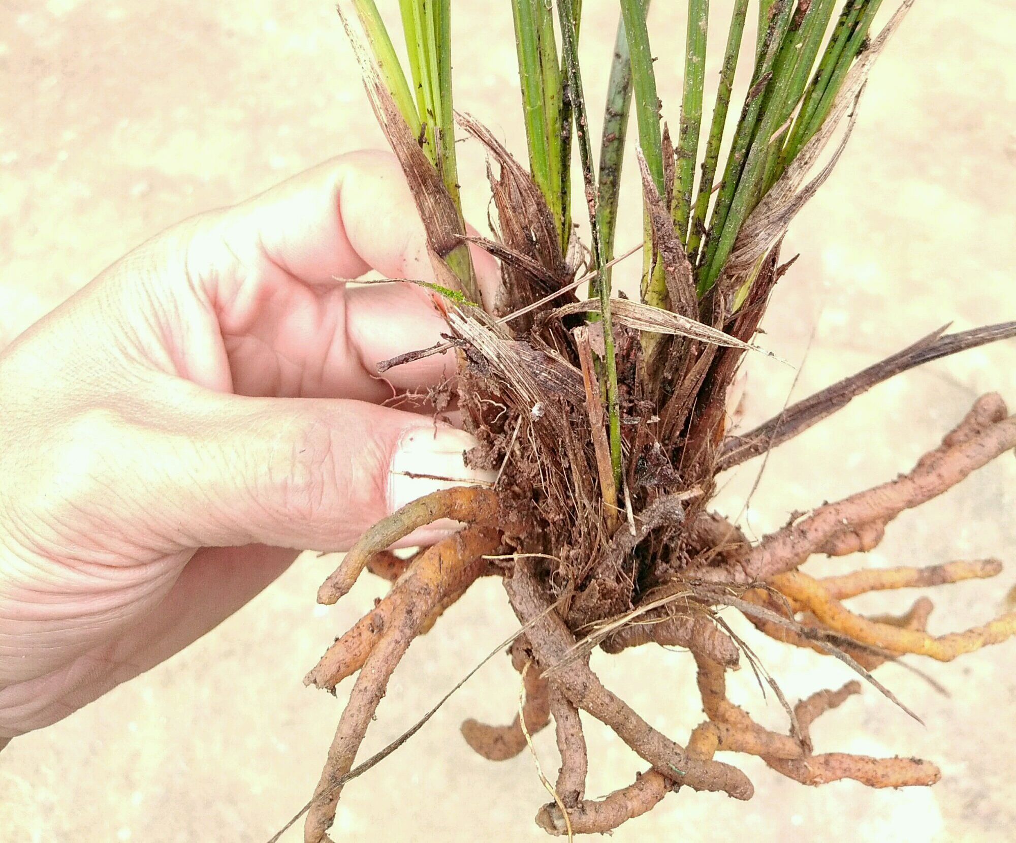 下山兰花上盆前根系怎么处理,下山兰花的上盆养根过程