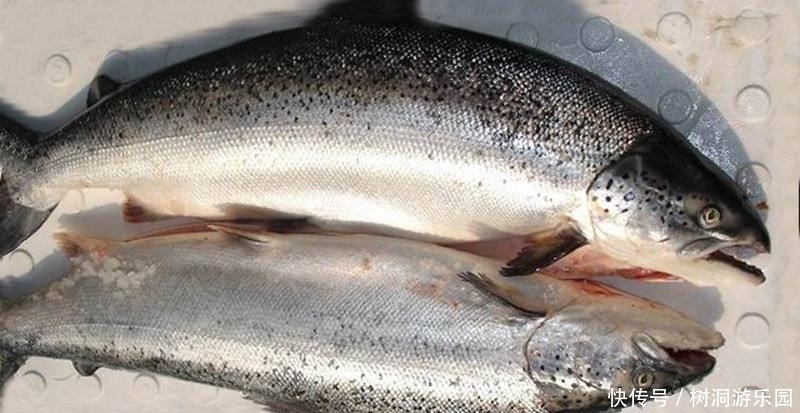 欧米伽|得了“脂肪肝”别怕,多吃3种食物,脂肪“跑”的快,肝会更健康