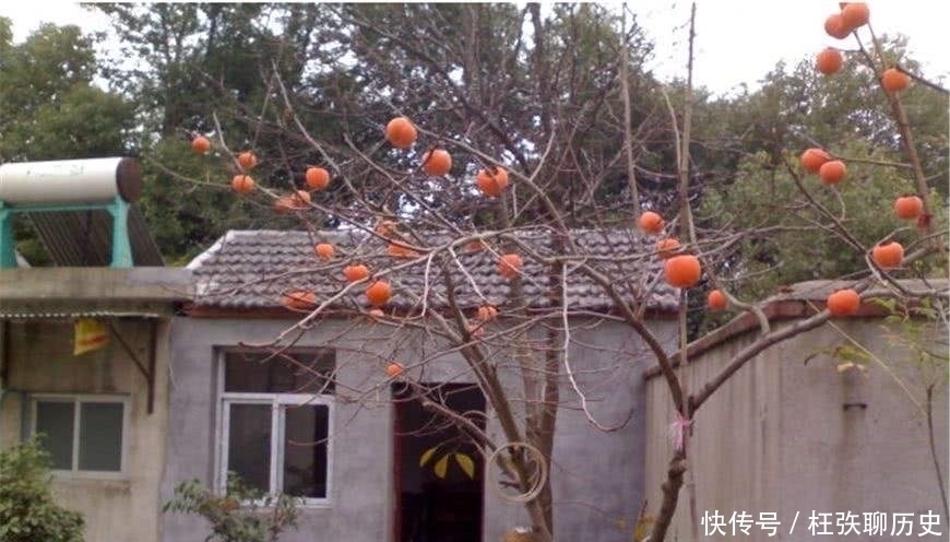 河堤|为何古人建房子,讲究前不栽桑,后不栽柳,左不栽桃,右不栽李