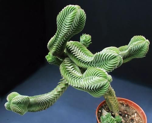 钱串景天|5种长相稀奇的多肉，养小花盆里照旧开花，可养很多年