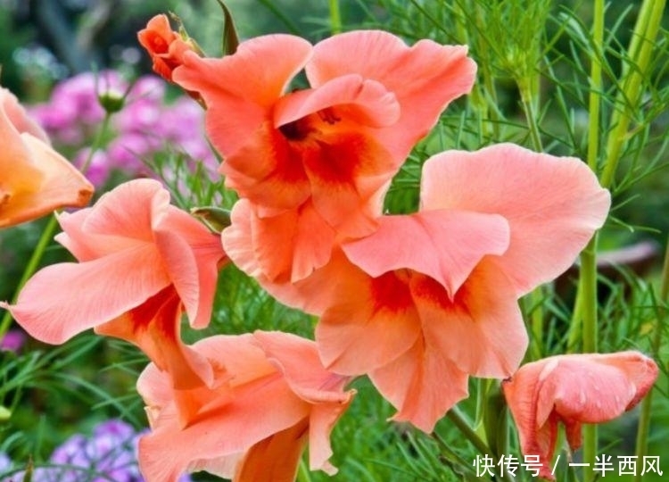 4种花养了就爆盆,好养易活开花漂亮,旺宅、招财好兆头