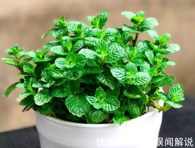 阳台就养“3种花”,能吃能泡茶,开花漂亮,花朵艳,人见人爱!