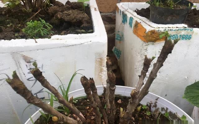 什么是抹芽?春天花芽分化,芍药,牡丹抹芽后,花开得更大