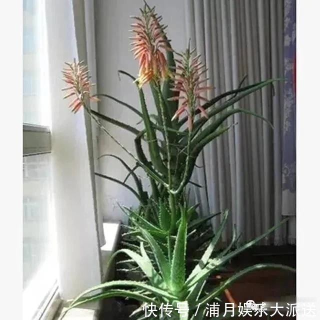 房子再小,也要养这3种花,好养又便宜,还能吸“有害气体”