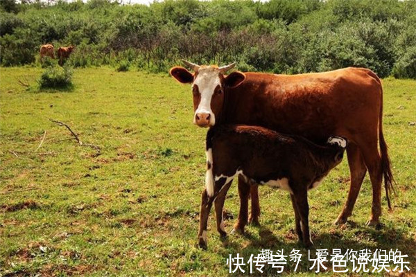 生肖|越老越清闲的四大生肖女，晚年没病没灾，夫妻恩爱子女孝顺