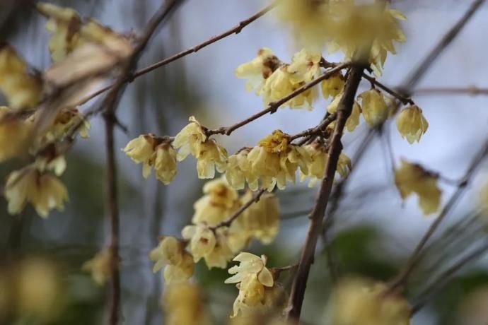 探幽寻“梅” 是为雅事丨花花万物