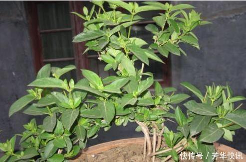 插枝|这花插枝即活,一年爬满阳台,花可泡茶喝,清火明目