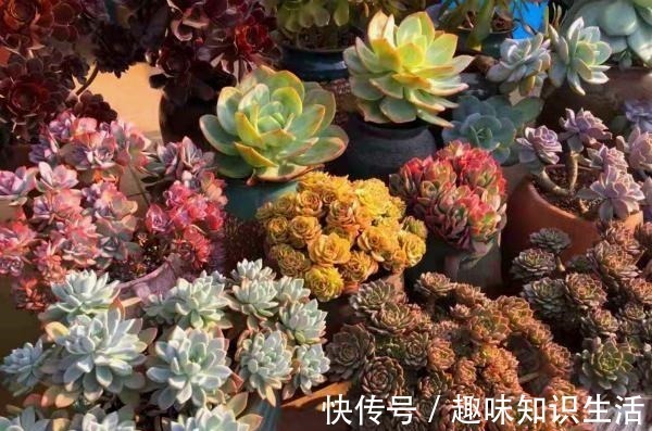 老桩|为数不多的好看又好养的多肉,不徒不挂活得久,3年成漂亮老桩!