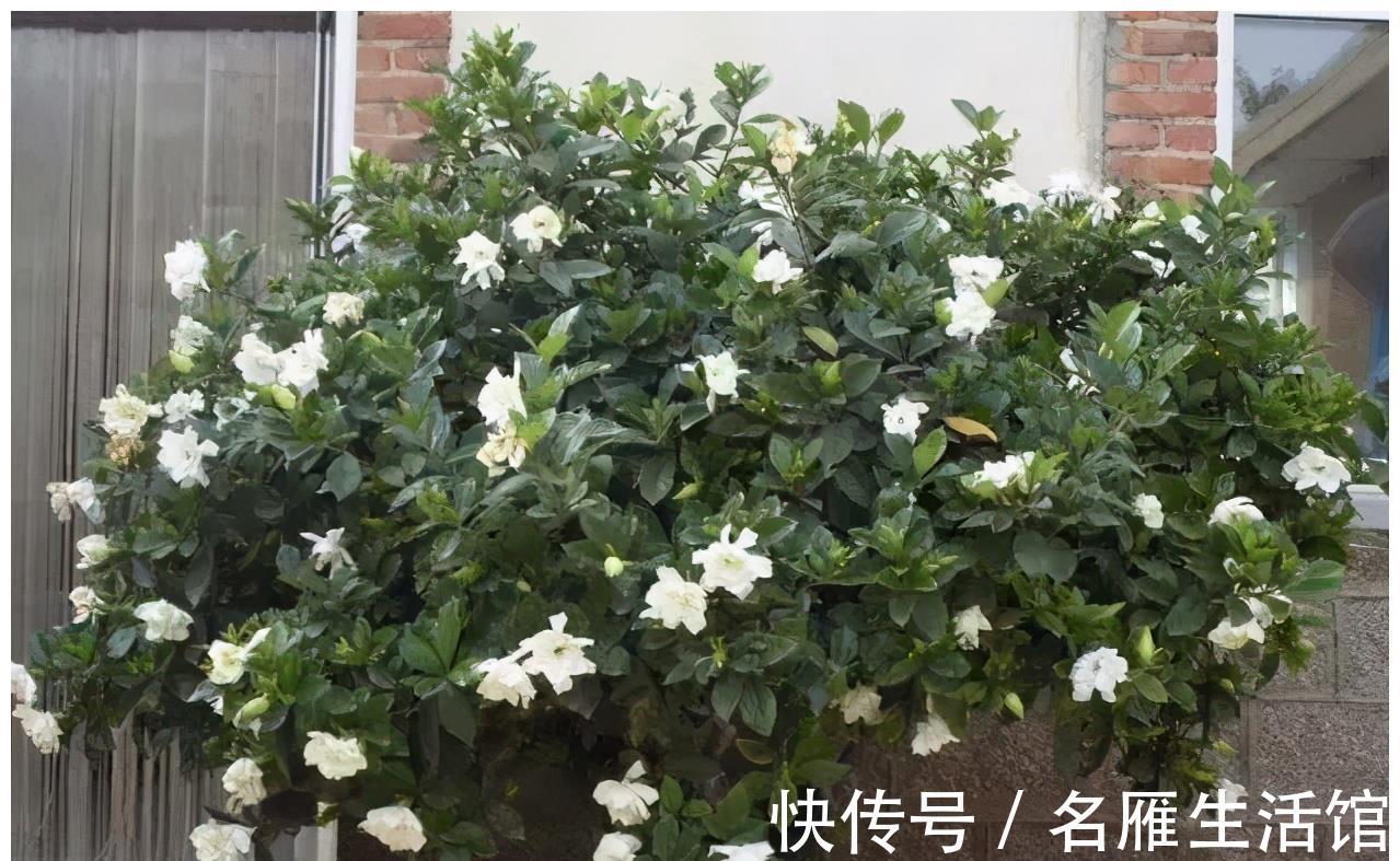 北方地区|4种“漂亮花”,能活一百年,长寿又富贵,越养越值钱