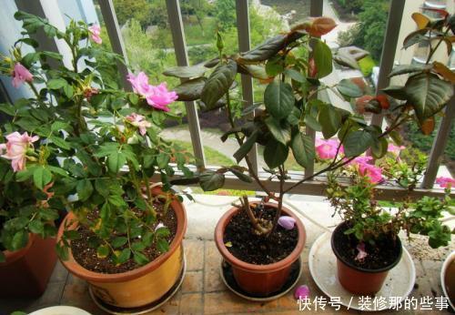 冬天|冬天,家有暖气,千万不要把花盆放这里,一养一个死