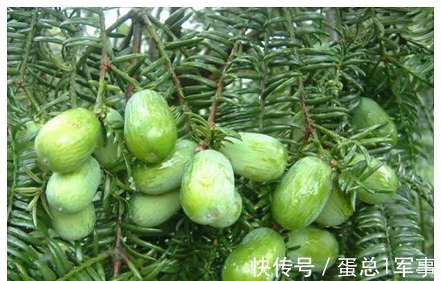 苗苗|吃葡萄能让胎儿眼睛变大?孕期吃水果谨记“5不吃”,别坑了娃