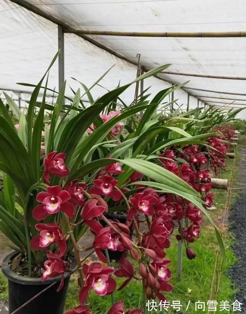 大花蕙兰养殖方法,秘诀不过4点,新手兰友可参考