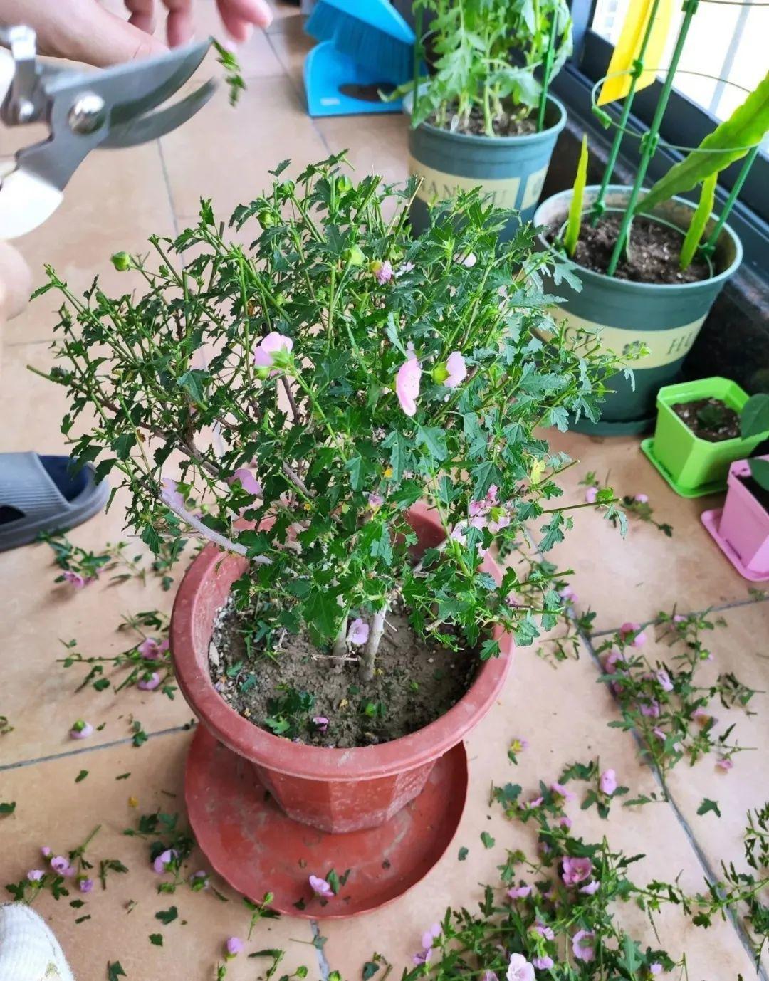 3种花,开败后狠心剪个秃头,下次开花会更猛!