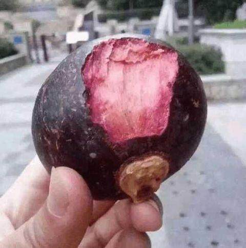 一个月|老妈把吃剩的山竹核扔盆里,不到一个月,竟长出一株这样的盆栽!