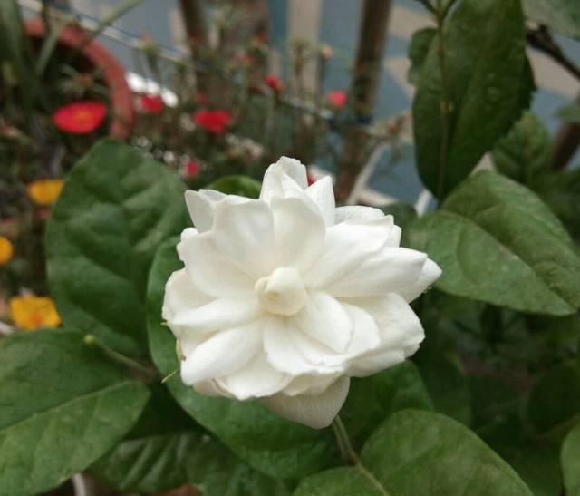 盆土|茉莉花养护的四个关键点,修剪施肥有妙招,枝繁叶茂开花爆盆