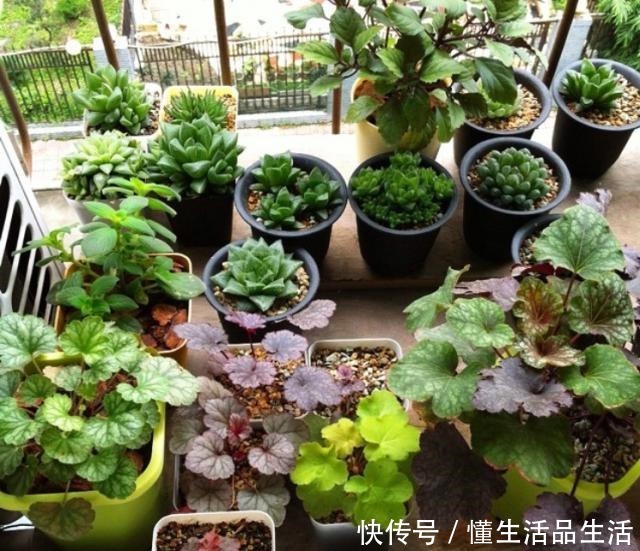 雨雪天气来袭，4种花最耐冻，养在院子里“花多、叶子好”！