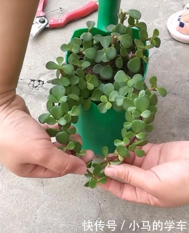 塑型|金枝玉叶，别养错了，30天剪一次，精雕细琢，养成盆景才漂亮！