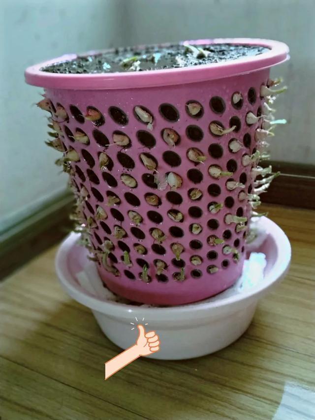 丢一把种子到水里，7天冒出小森林，越热越长个！绿植盆栽不用买