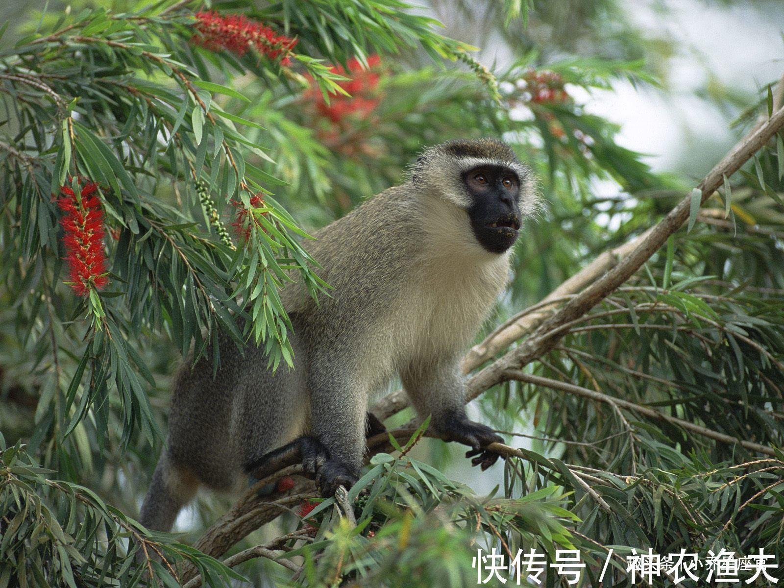 生肖猴|惹不起的生肖蛇、生肖猴、生肖马，2022年闯出名堂，生活想啥来啥