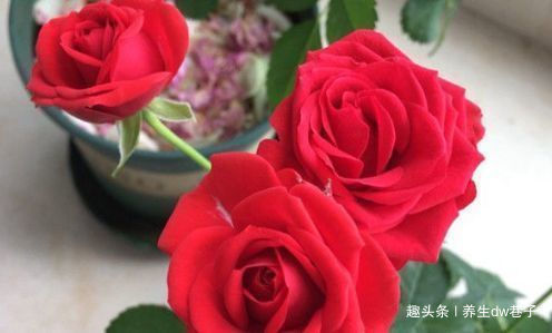 喜欢牡丹,不如养“高端玫瑰”永远的莫斯科,色泽鲜艳,妩媚娇羞